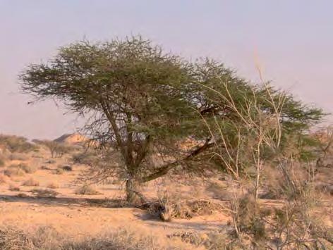 שיטת הנגב זן נדיר של עץ השיטה, הגדל בדרום הנגב ובערבה. השיטה תוארה לראשונה בסעודיה.