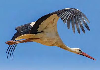 בולבול ממושקף אחת הציפורים המוכרות בישראל - מצויה בכל רחבי הארץ, מדן ועד אילת, בלב כפרים וערים.