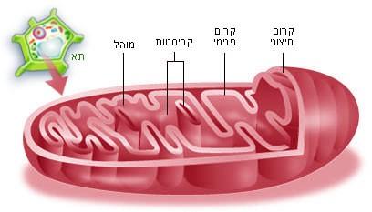 התא תא ( בלטינית ) cellula : הוא יחידת החיים הבסיסית.