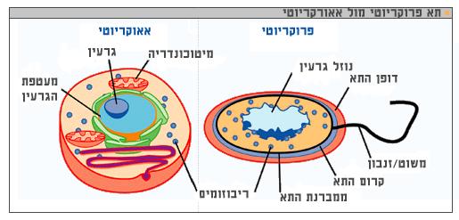 חד תאי בין התאים של