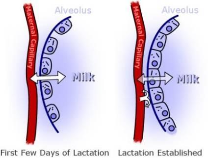 מעבר בין תאי מרווחים בין התאים (lactocytes) נתרן וכלור