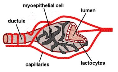לקטוז המיוצר בתאים (lactocytes) אח"כ: סגירה של המרווחים
