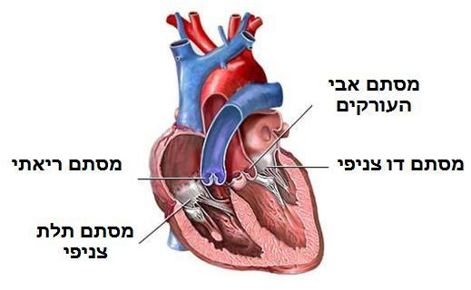 הלב מסתמי הלב למסתמי הלב חשיבות גדולה בוויסות