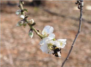 דבורי דבש, אך נמצא כי בתנאים מסוימים תוספת דבורי בומבוס מביאה לשיפור משמעותי בשיעור החנטה.