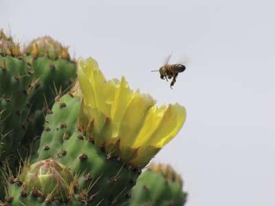 Mandelik and Roll בחנו 2009 את תרומתן של דבורי בר להאבקת שקד בישראל. הם מצאו, כי בעצי הגבול בהיקף המטע, אלה שגבלו עם בתי גידול טבעיים, היו אוכלוסיות גבוהות של דבורים אלו ביחס לעצים בתוך המטע פנימה.