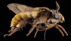 בין חקלאות למדע קוראים לי דבורה ואני מכורה מחקר חדש שפורסם בכתב העת Nature מצא שלושה מינים של דבורי בר, ש"התמכרו" לחומרי הדברה. דווקא בדבורי דבש לא נרשמה פגיעה נראית לעין דבורה.