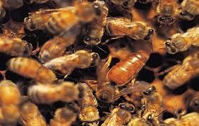 הדבורים החיות בכוורת