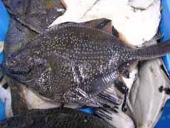 כשרות הדגים וצמחי הים סימני טהרה: כשרות הדגים, כוללת את הפיקוח על סימני טהרה, א. שאכן הסימני טהרה, הם כאלו המוגדרים על פי ההלכה כסימנים, הן בצ