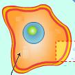 הקרום מורכב משכבה כפולה של פוספוליפידים המבנה הבסיסי של קרום התא הוא שכבה כפולה של פוספוליפידים.