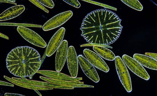 מיקרואורגניזמים פוטוסינטטיים מתחלקים לשתי קבוצות עיקריות- 1. ציאנובקטריה (אצות כחוליות) חיידקים פוטוסינטטיים, על פי רוב - רעילים (תמונה 1).