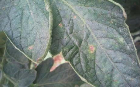 מחלות עלים סטמפיליום כתמי עלים אפורים Gray leaf spot