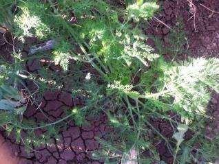 שומר פשוט )סוככיים )Apiaceae ש ומ ר Foeniculum vulgare כל חלקי הצמח