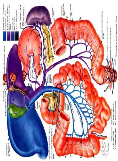 Causes of pylephlebitis Diverticulitis and appendicitis are the most common Necrotizing pancreatitis Hemorrhoidal disease Foreign body perforation